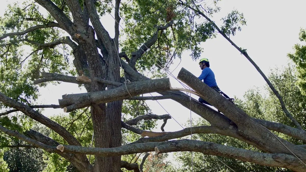 Professional Hazardous Tree Removal performed by certified arborists in Maynard