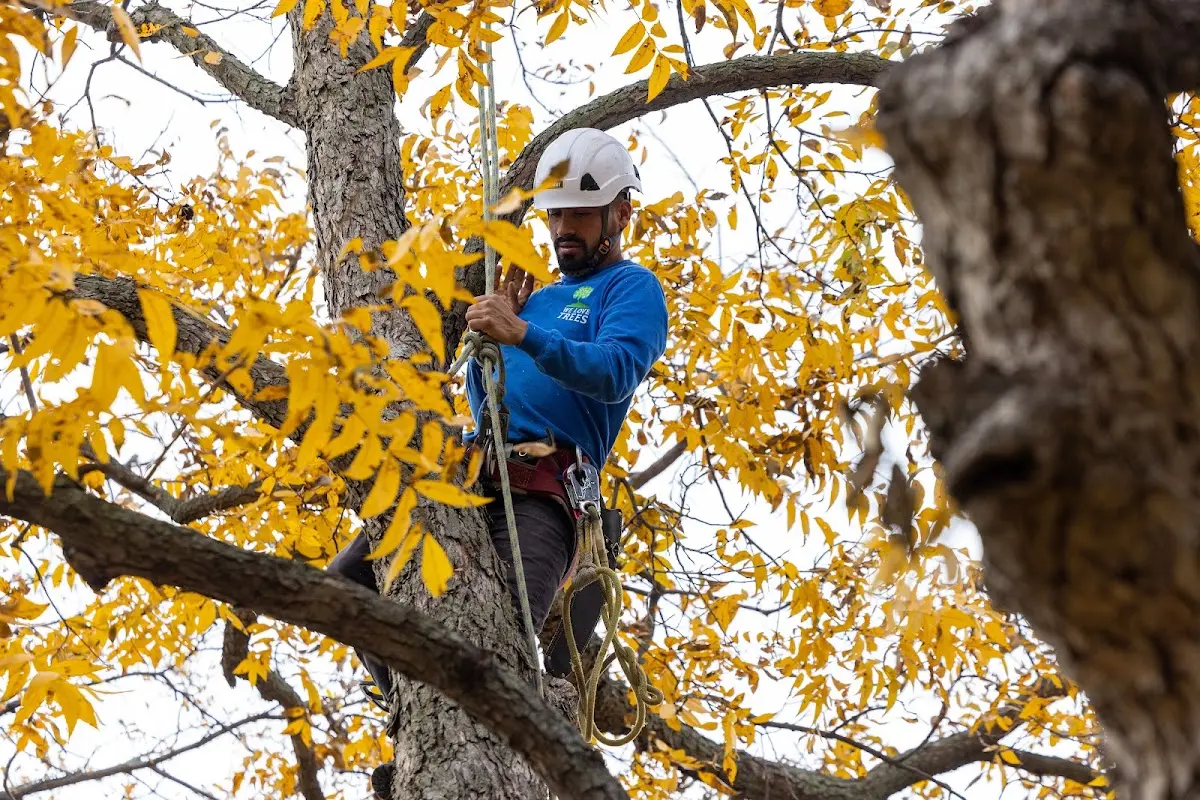Skilled Tree Trimming crew working in Maynard